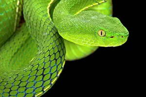 Indochina: Portrait of Gumprecht's green pitviper (Trimeresurus