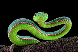 Trimeresurus: Portrait of Gumprecht's green pitviper (Trimeresurus