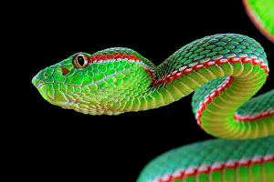 Trimeresurus: Portrait of Gumprecht's green pitviper (Trimeresurus
