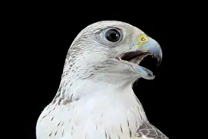 Rusticolus: Portrait of Gyrfalcon X Saker falcon (Faclo rusticolus