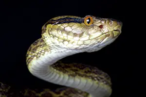 Develop: Portrait of Habu (Protobothrops flavoviridis) on