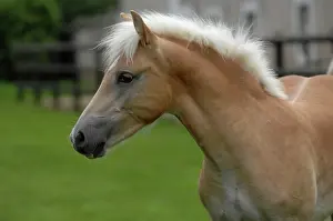 Foals: Portrait of Haflinger Foal - France