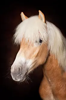 Haflinger: Portrait of a Haflinger mare, horse, Wipptal, Tyrol