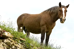 Mares: Portrait of a half-drought Mare in a meadow Bourgogne France