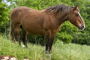 Tranquillity: Portrait of a half-drought Mare in a meadow Bourgogne France