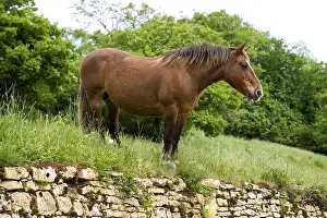 Tranquillity: Portrait of a half-drought Mare in a meadow Bourgogne France
