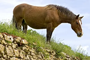 Tranquillity: Portrait of a half-drought Mare in a meadow Bourgogne France