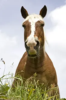 Mares: Portrait of a half-drought Mare in a meadow Bourgogne France