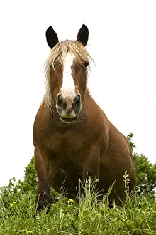 Heavy: Portrait of a half-drought Mare in a meadow Bourgogne France