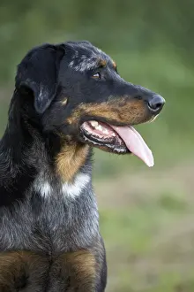 Beauceron: Portrait of a harlequin Beauceron
