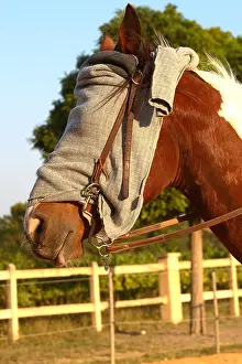 Obedience: Portrait of a harnessing Horse with the face hidden