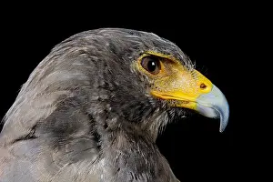 Unicinctus: Portrait of Harris's Hawk (Parabuteo unicinctus)