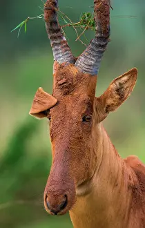 Ears: Portrait of Hartebeest (Alcelaphus buselaphus) c