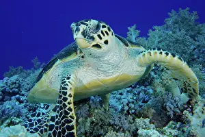 Hawksbill: Portrait of hawksbill sea turtle (Eretmochelys imbricata)