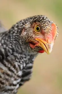 Hens: Portrait of a Hen Cuckoo Rennes Normandy France