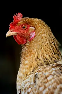 Farmyards: Portrait of Hen France