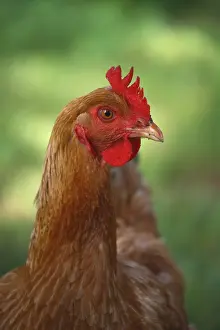 Unsharp: Portrait of a Hen in a garden