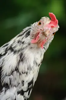 Sussex: Portrait of a Hen herminee Sussex Normandy France