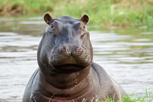 Hippopotamidae: Portrait of Hippopotamus (Hippopotamus amphibius)