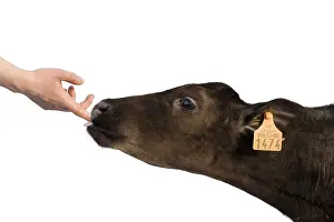 Prim: Portrait of a Holstein calf licking the finger of a person