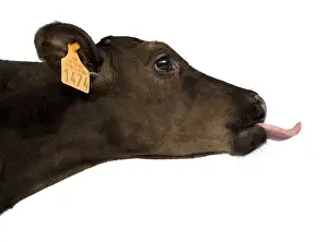 Pulling: Portrait of a Holstein calf pulling the tongue
