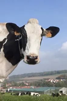Prim: Portrait of a Holstein cow in the meadow Lorraine France