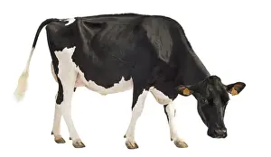 Prim: Portrait of a Holstein cow in the studio