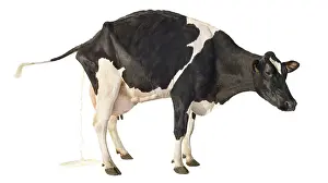 Excretion: Portrait of a Holstein cow urinating