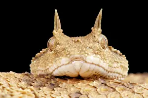 Libya: Portrait of Horned dessert viper (Cerastes cerastes)