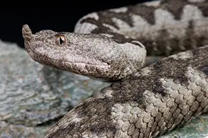 Vipera: Portrait of Horned viper (Vipera ammodytes)