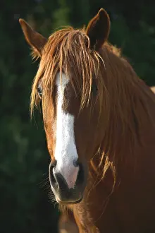 Contrasts: Portrait of a Horse