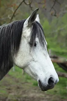 Whites: Portrait of horse in Casentino region - Tuscany