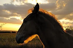 Intergalactic: Portrait of Horse Comtois at dusk Franche-Comte