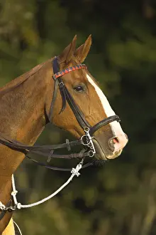 Bridles: Portrait of a Horse Domestic France