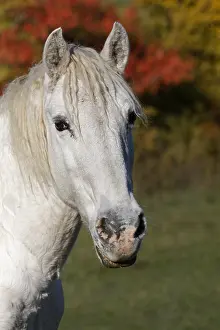 Verdon: Portrait of a horse in a meadow of the Gorges du Verdon