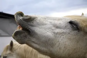 Neighing: Portrait of a horse neighing France