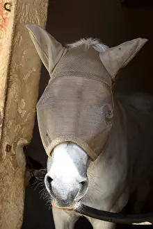 Stalls: Portrait of a Horse with a protective hood