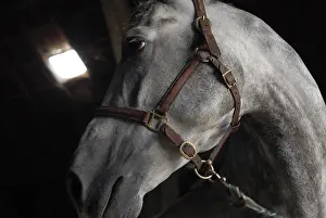 Stable: Portrait of a horse riding stables France
