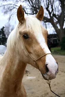 Harnessings: Portrait of a horse wearing a halter gilded France