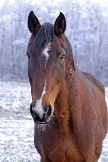 Dombes: Portrait of a horse in winter Dombes France
