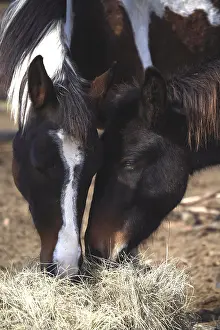 Hays: Portrait of horses eating hay France