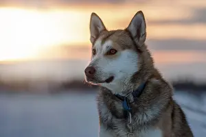 Sled: Portrait Husky in the morning sun, Norrbottens lcn