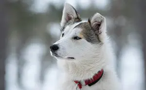 Sled: Portrait Husky white with collar, Skaulo, Norrbottens