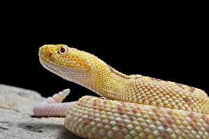 Sound: Portrait of Hypomelanistic Northwestern neotropical