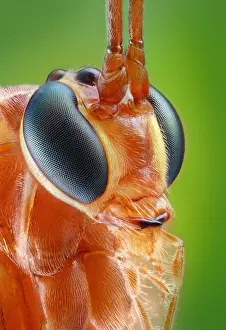 Wasps: Portrait of an ichneumon fly (Ophion obscuratus)