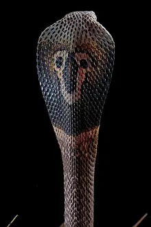 Threat: Portrait of Indian cobra (Naja naja) on black background