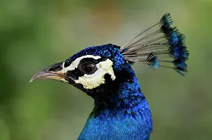 Peafowl: Portrait from an Indian Peafowl