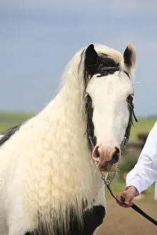Draught: Portrait of an Irish Cob France