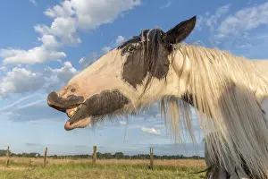 Irish: Portrait of Irish cob horse making smile. Alsace