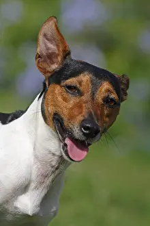 Tricolors: Portrait of a Jack Russell Terrier twitching one ear